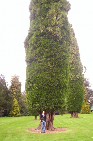 Big trees at Blenheim