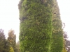 Big trees at Blenheim